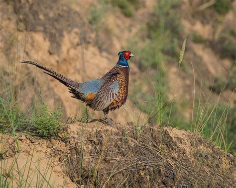 打鳴諧音|打鳴 的意思、解釋、用法、例句